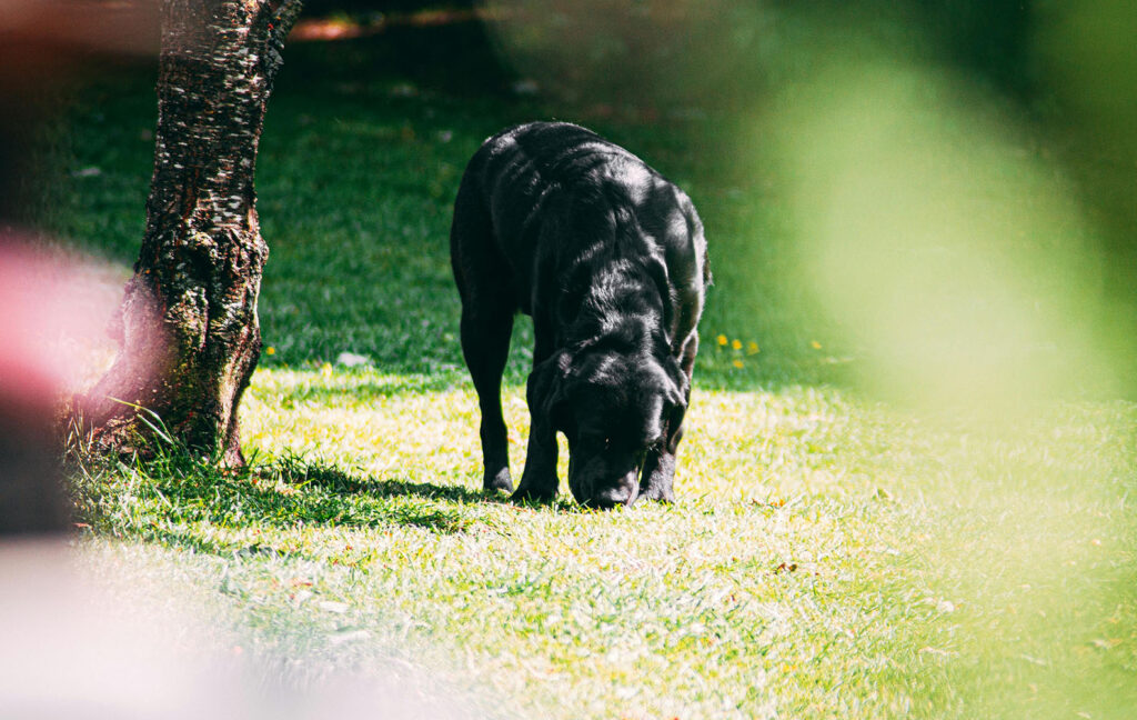 Hund beim Mantrailing-Kurs der Hundeschule Holt