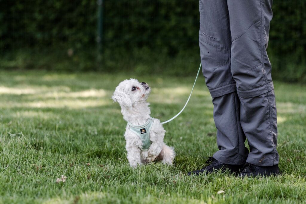 Hundeschule Holt - Hund bei einem Seminar zur Leinenführigkeit