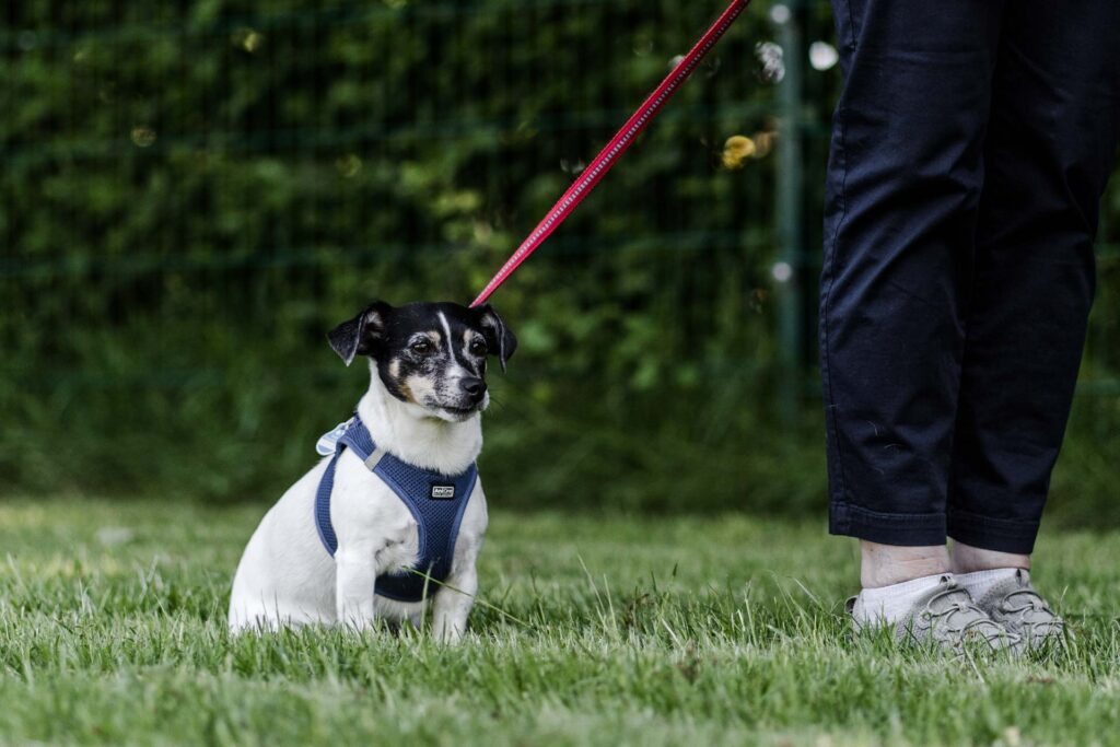 Hundeschule Holt - Hund beim Spiel & Spaß-Kurs im Hundezentrum