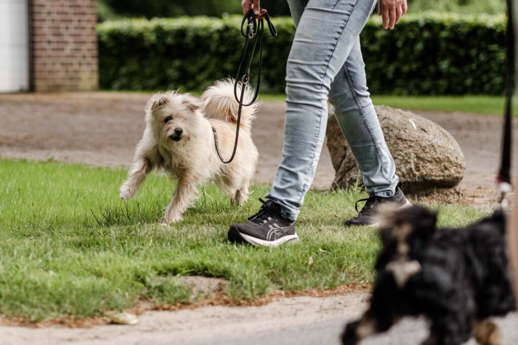 Hundetraining, Hundekurse und Seminar bei der Hundeschule Holt