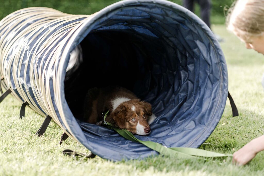 Ein kleines Mädchen und ein Welpe beim Hundetraining im Hundezentrum Holt