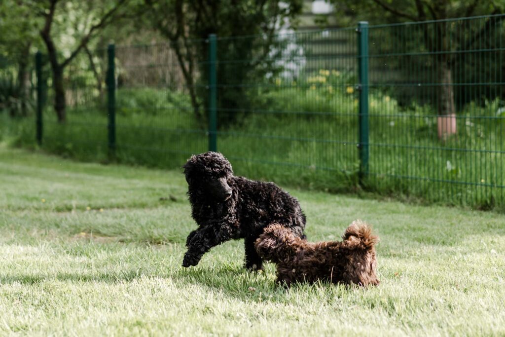 Ein großer und ein kleiner Hund spielen am Trainingsgelände der Hundeschule Holt