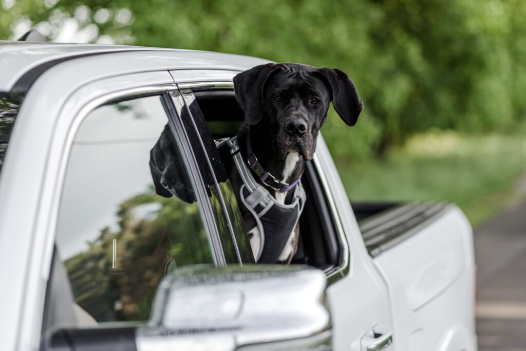 Hund der Hundeschule Holt sieht aus Fenster eines fahrenden Autos