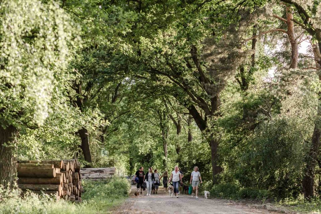 Gruppenspaziergänge Hundeschule Holt