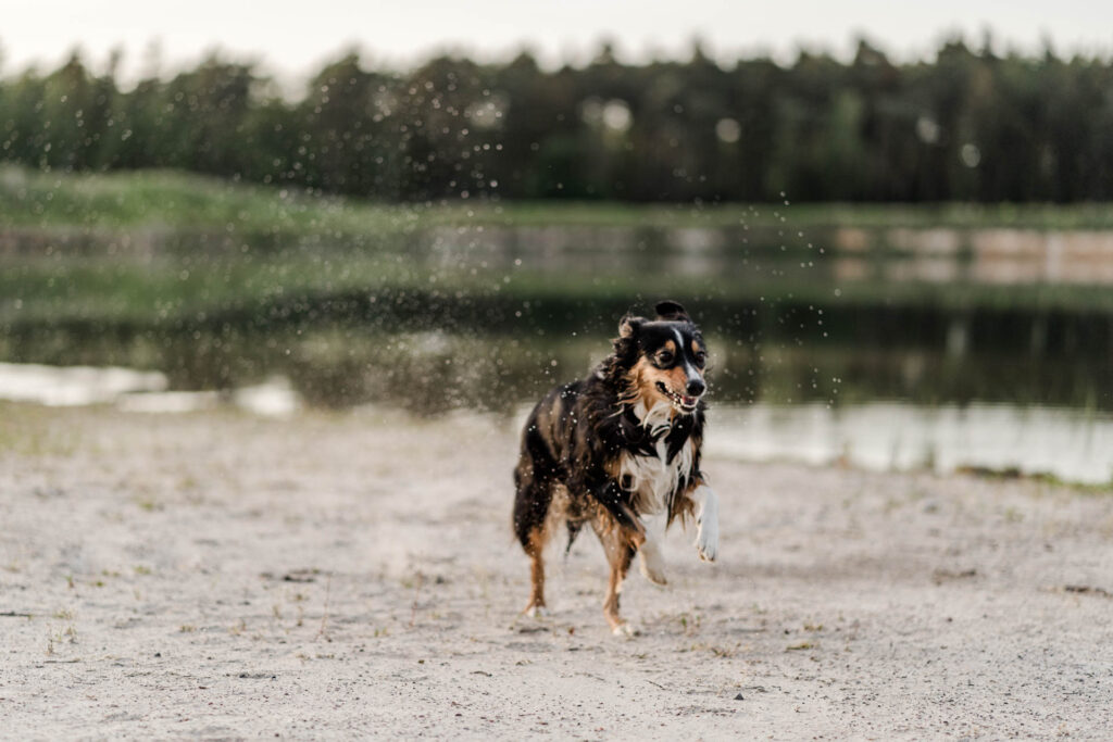 Hundeschule Holt - Hund lernt durch Spielen am Strand während des Hundeurlaubs auf Borkum