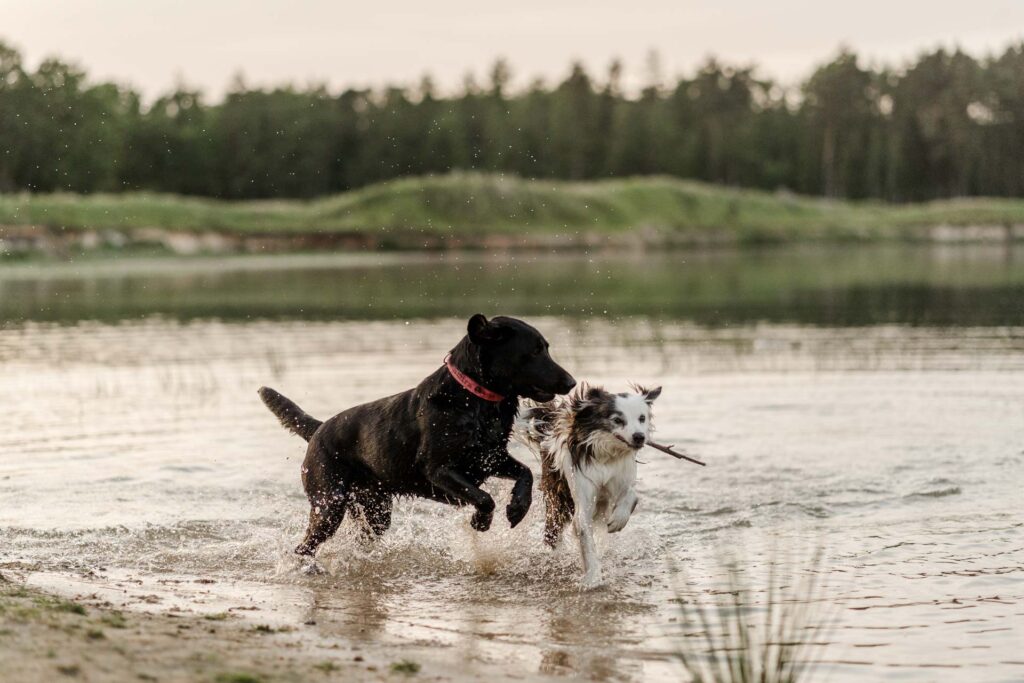 Hundeschule Holt in Haselünne bietet Hundeurlaube für unvergessliche Erlebnisse