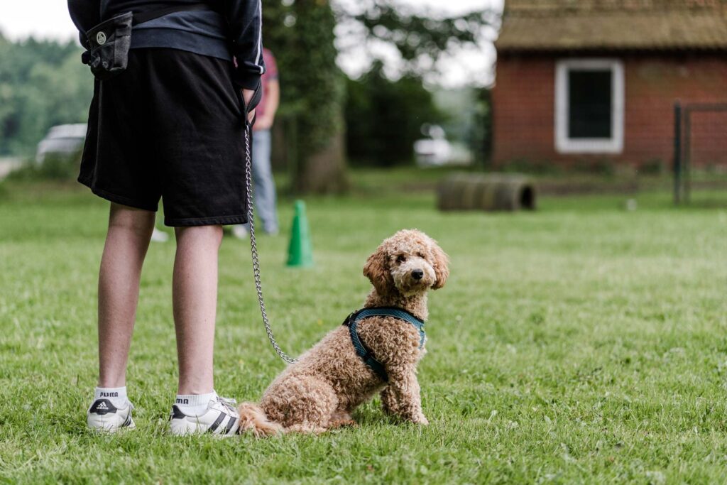 Gruppentraining bei der Hundeschule Holt