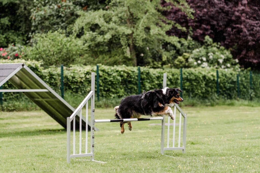 Hund beim Agility Training der Hundeschule Holt