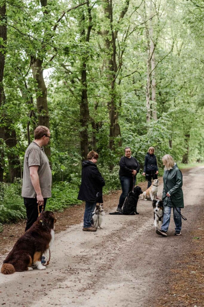 Gruppentraining im Wald Hundeschule Holt