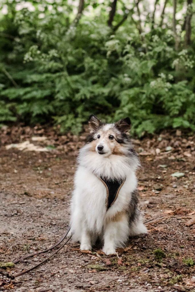 Gruppentraining im Wald Hundeschule Holt