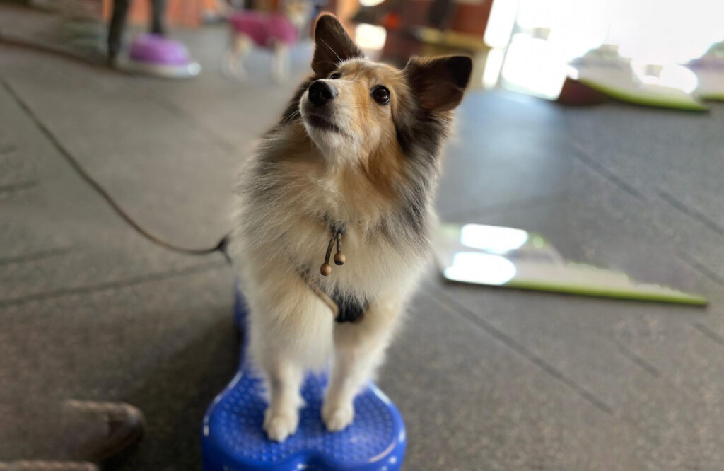 Propriozeptives Training für Hunde jeden Alters im Hundezentrum Holt