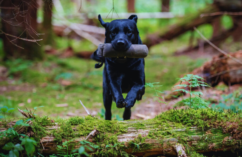 Hund aportiert Dummy beim Hundetraining in der Hundeschule Holt