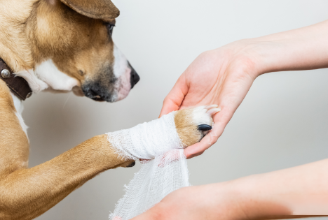 Erste Hilfe Kurs für Hunde im Angebot der Hundeschule Holte