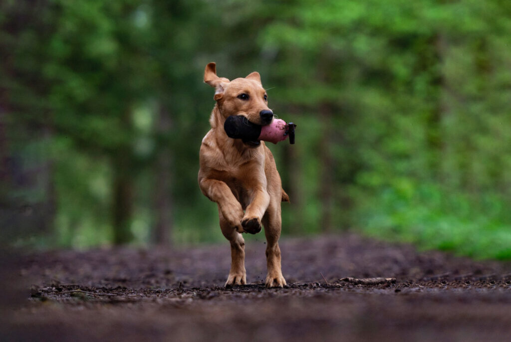 Hund aportiert Dummy im Wald.