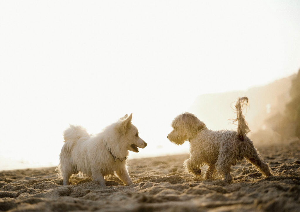 Zwei kleine weiße Hunde spielen am Strand bei schöner Lichtstimmung.