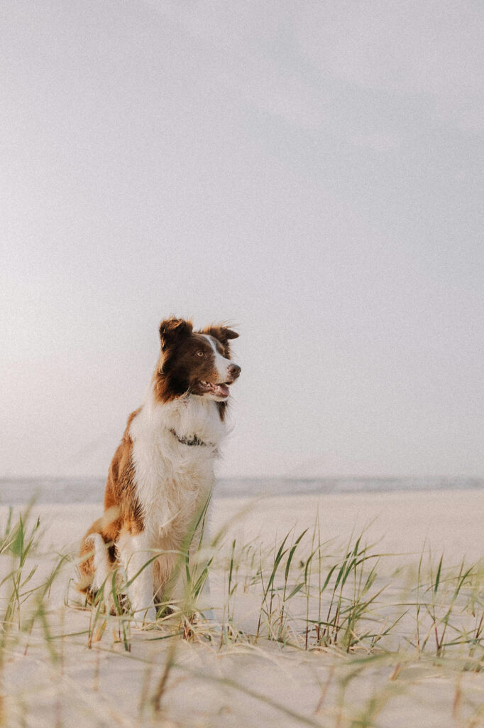 Ein Hund (Australian Shepherd) sitzt am Strand und blickt in die Ferne. Hundeurlaube mit dem Hundezentrum Holt