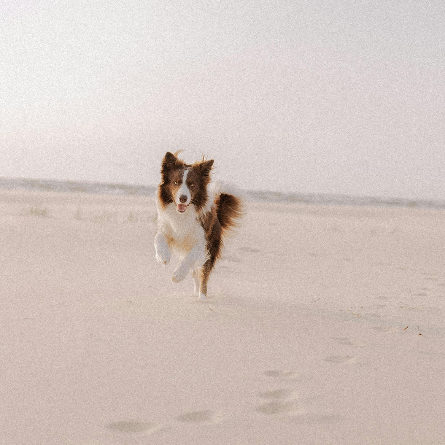 Hundeurlaub auf Borkum mit der Hundeschule Holt. Ein Hund spielt am Strand.