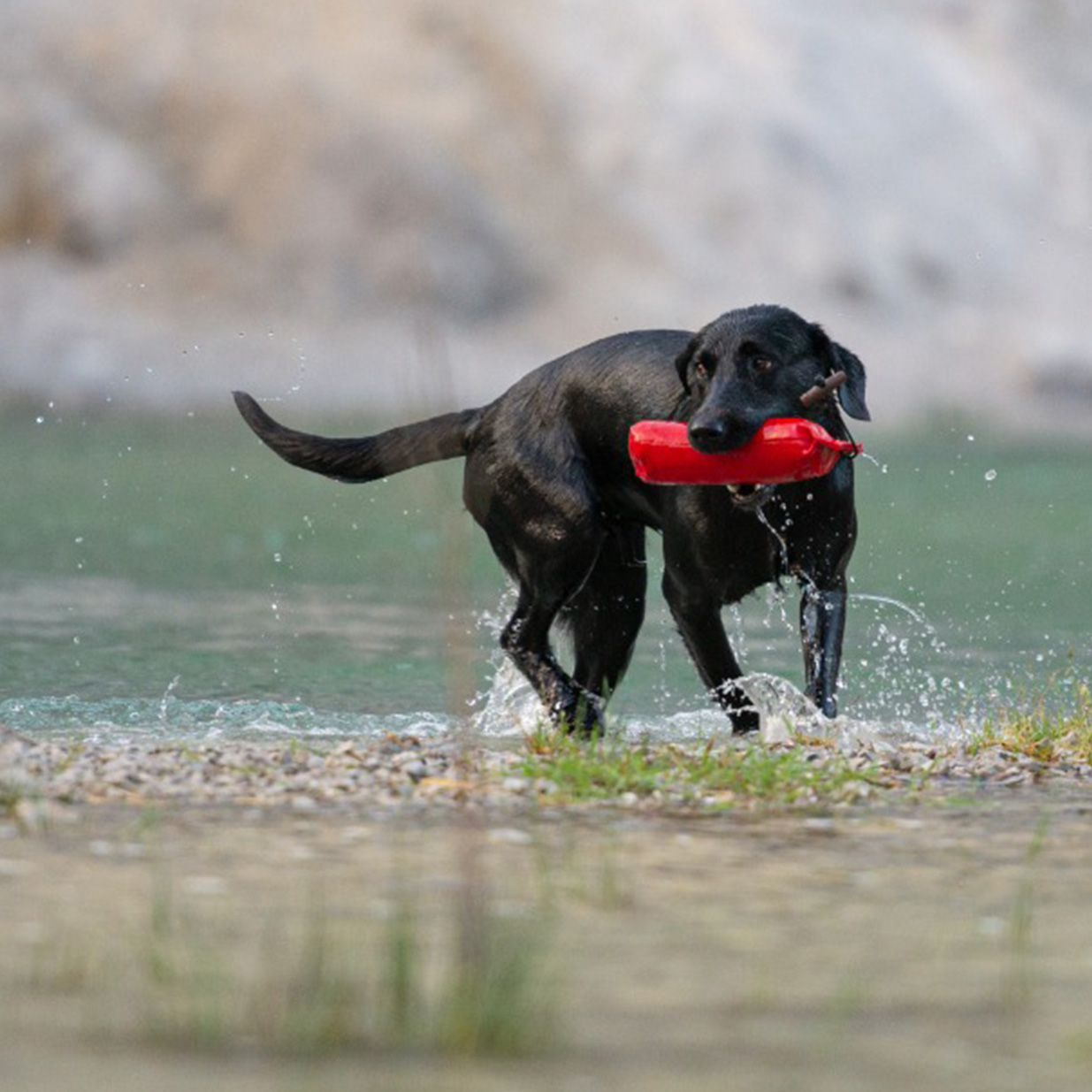 Hund holt Dummy aus dem Wasser. Dies lernt der Hund beim Dummytraining im Hundezentrum Holt.