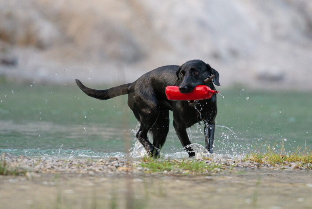 Hund holt Dummy aus dem Wasser. Dies lernt der Hund beim Dummytraining im Hundezentrum Holt.