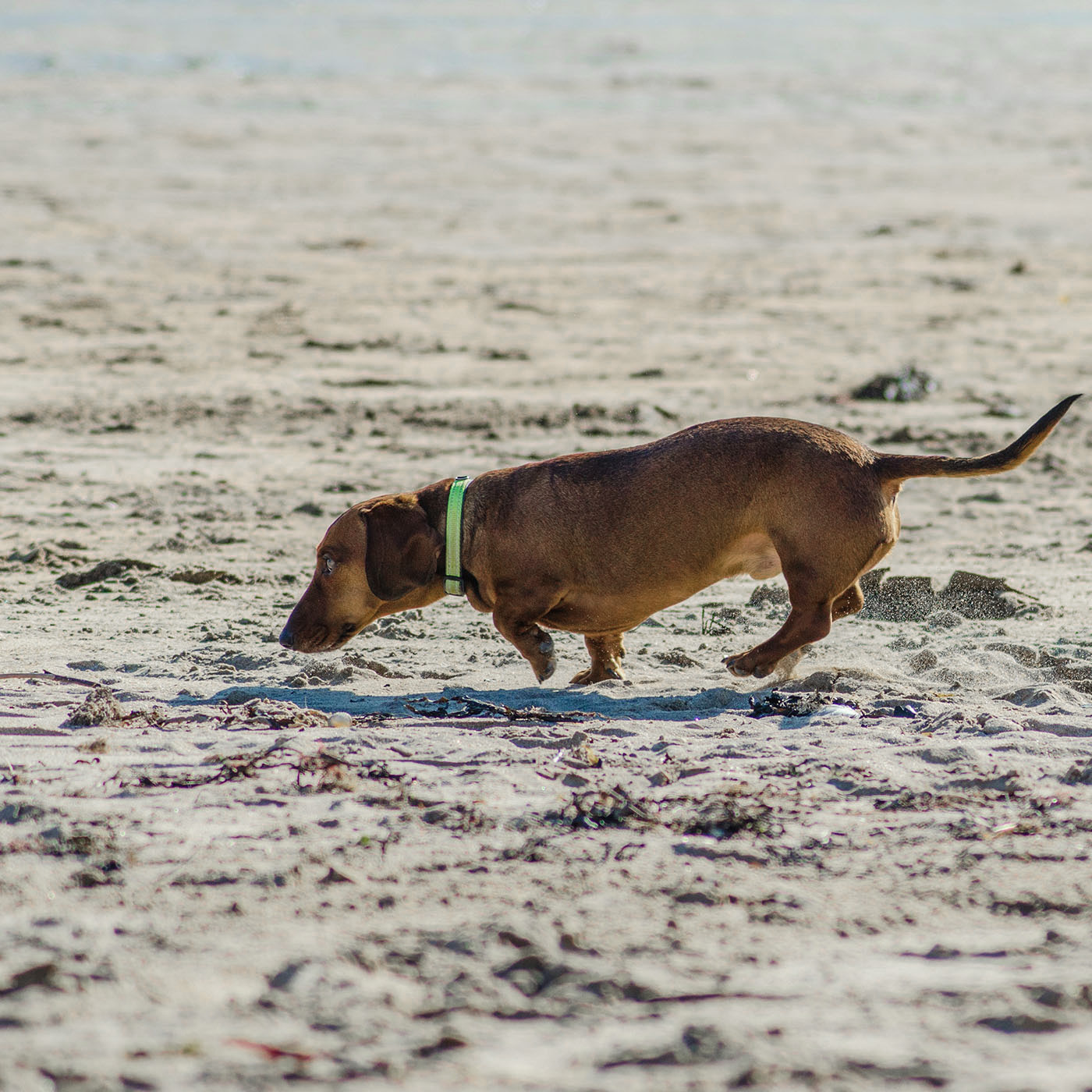 Dackel bei einem Hundeurlaub auf Borkum mit der Hundeschule Holt